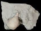 D Cystoid (Holocystites) Fossil From Indiana #17271-2